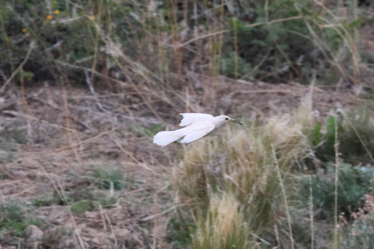 Scale-throated Earthcreeper - ML646740466