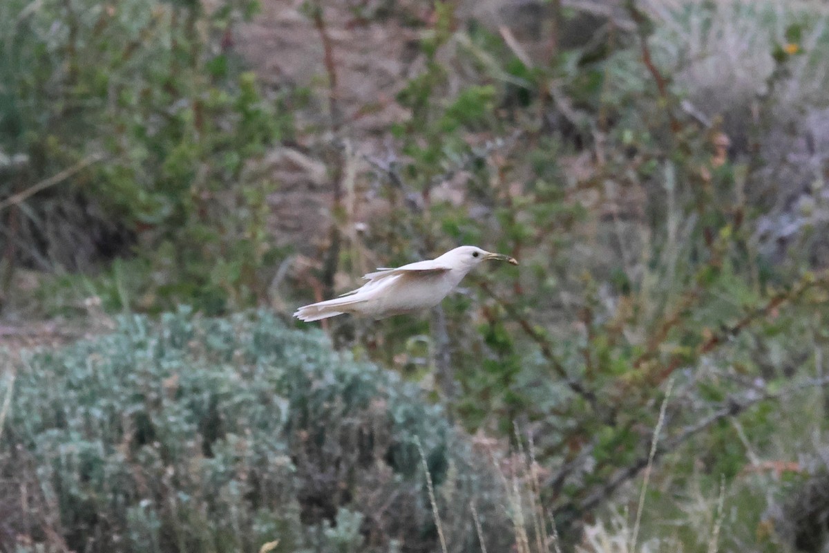 Scale-throated Earthcreeper - ML646740467