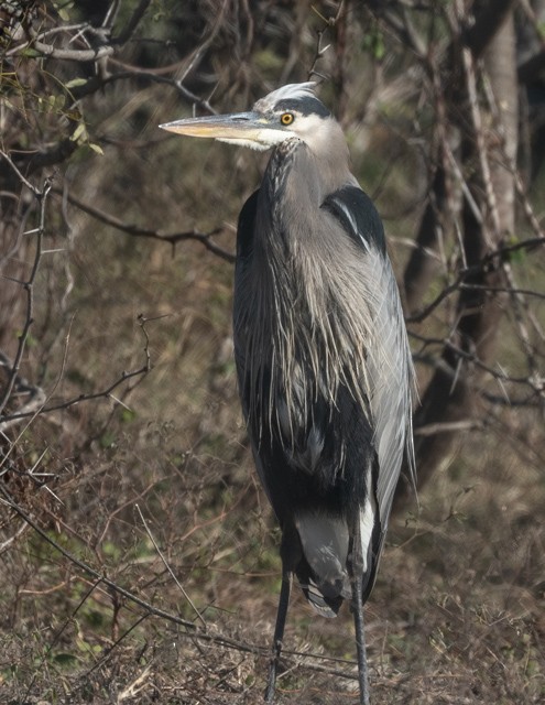 Great Blue Heron - ML646740469