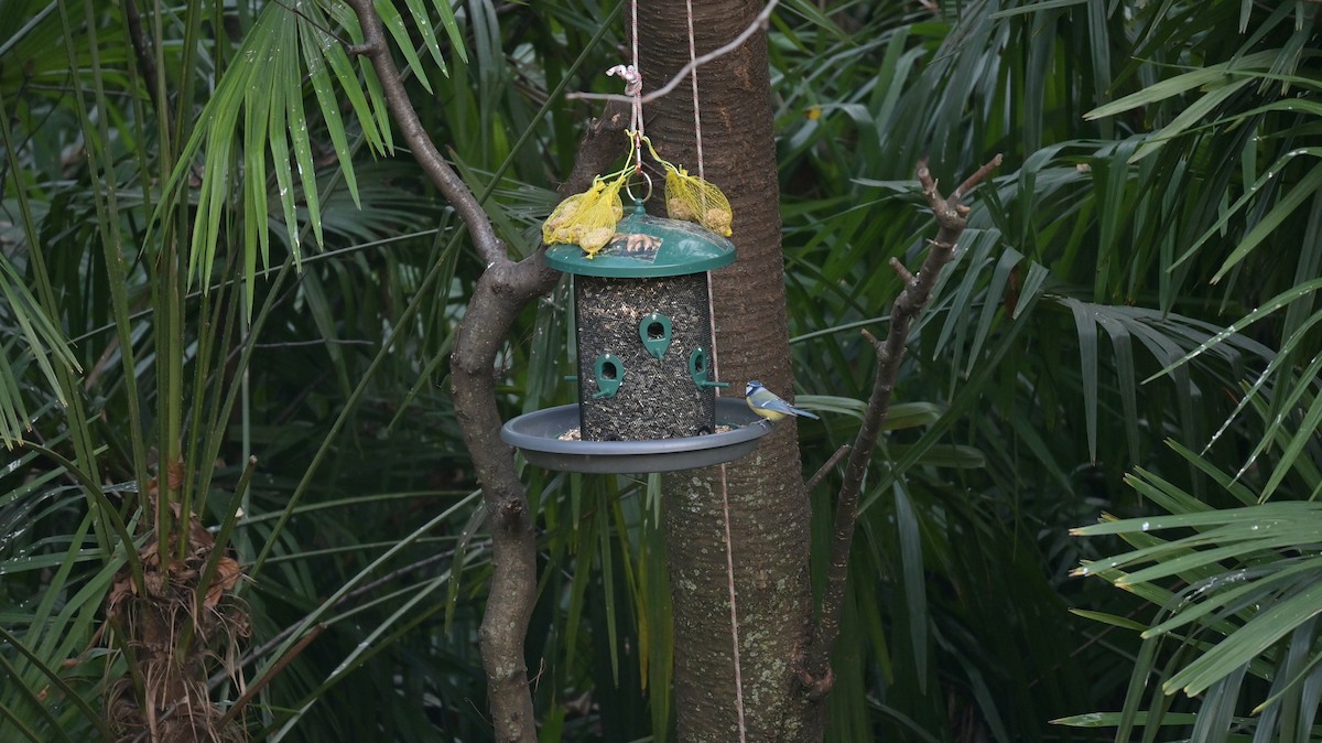 Eurasian Blue Tit - ML646740470