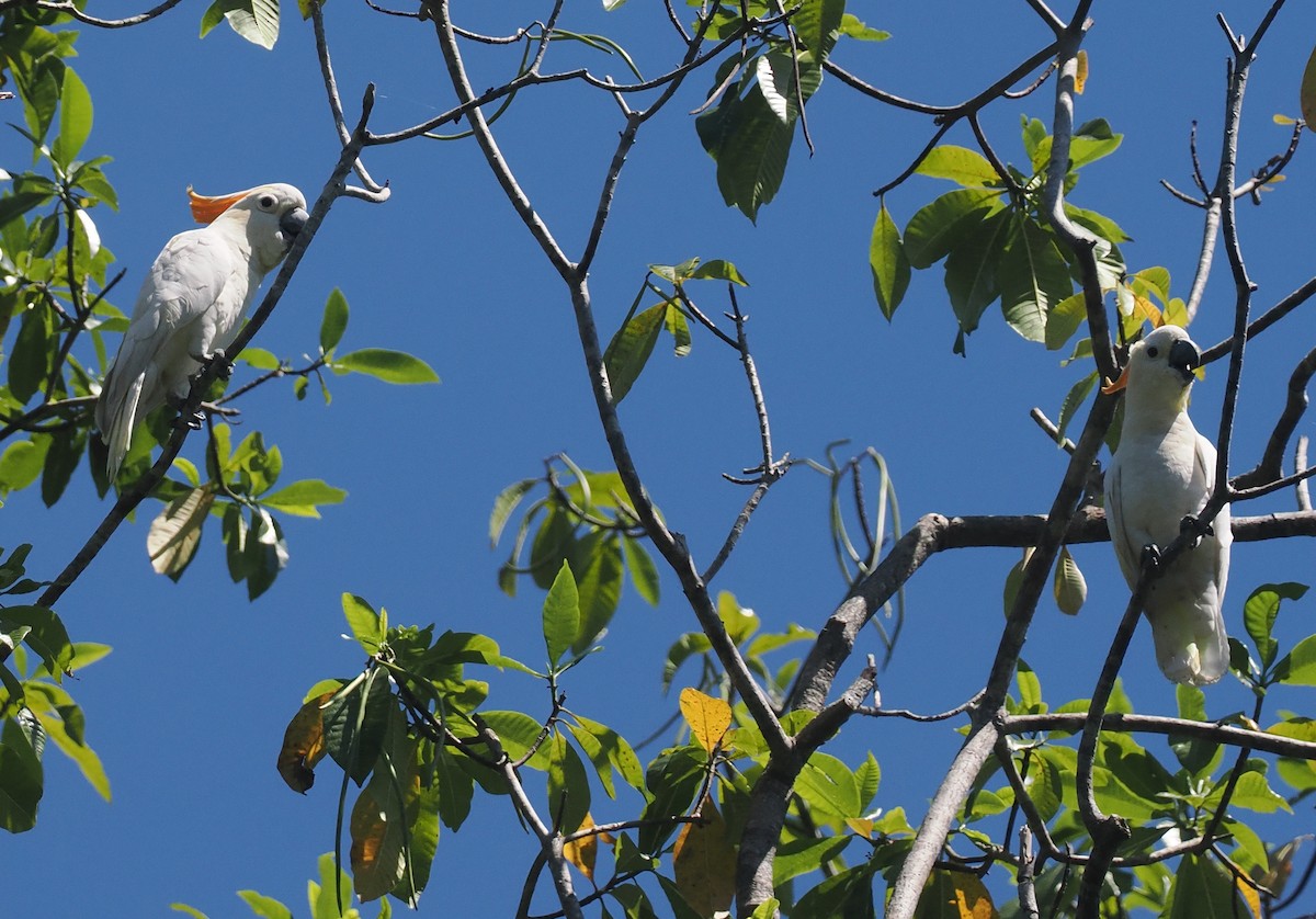 Citron-crested Cockatoo - ML646740471