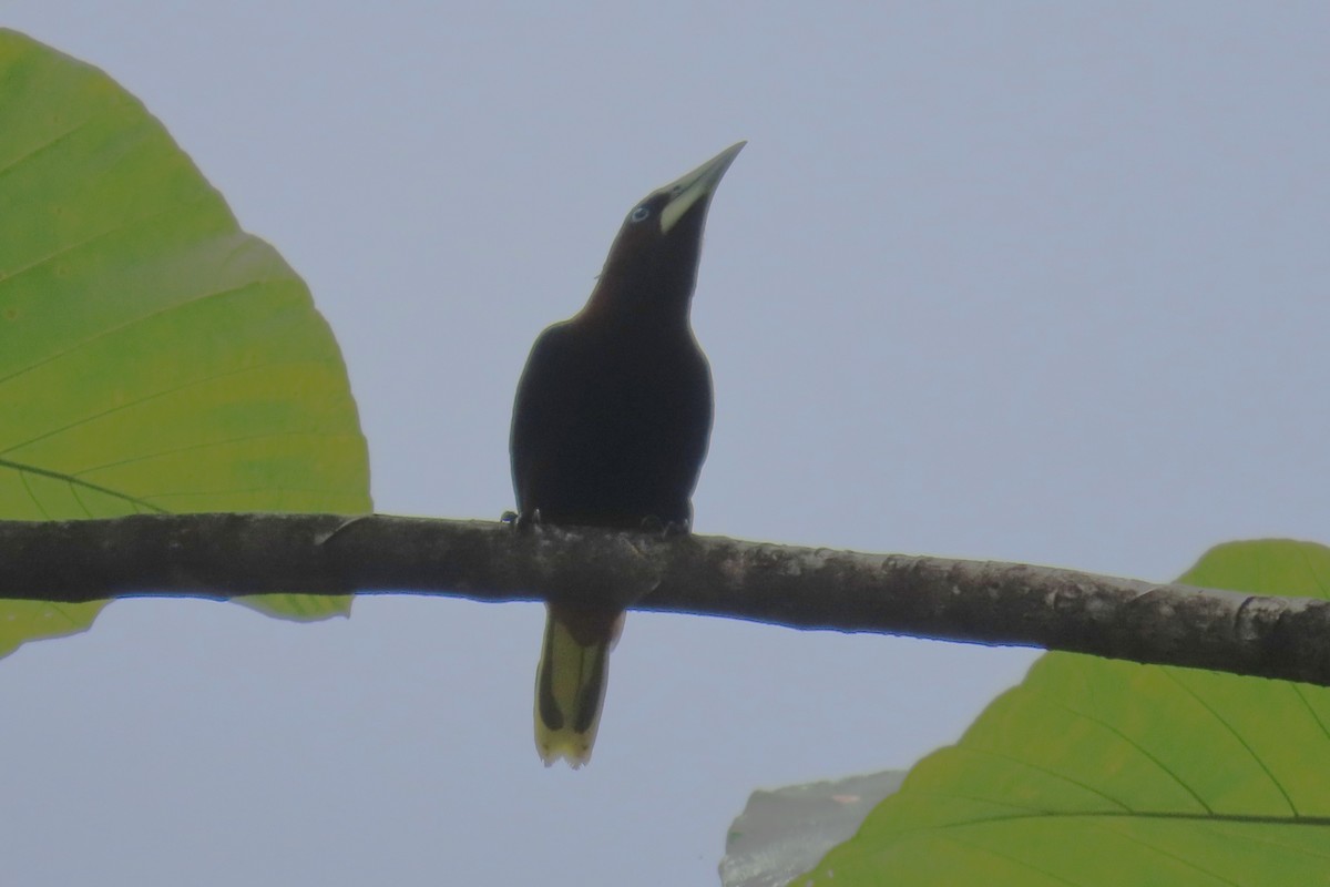 Chestnut-headed Oropendola - ML646740473