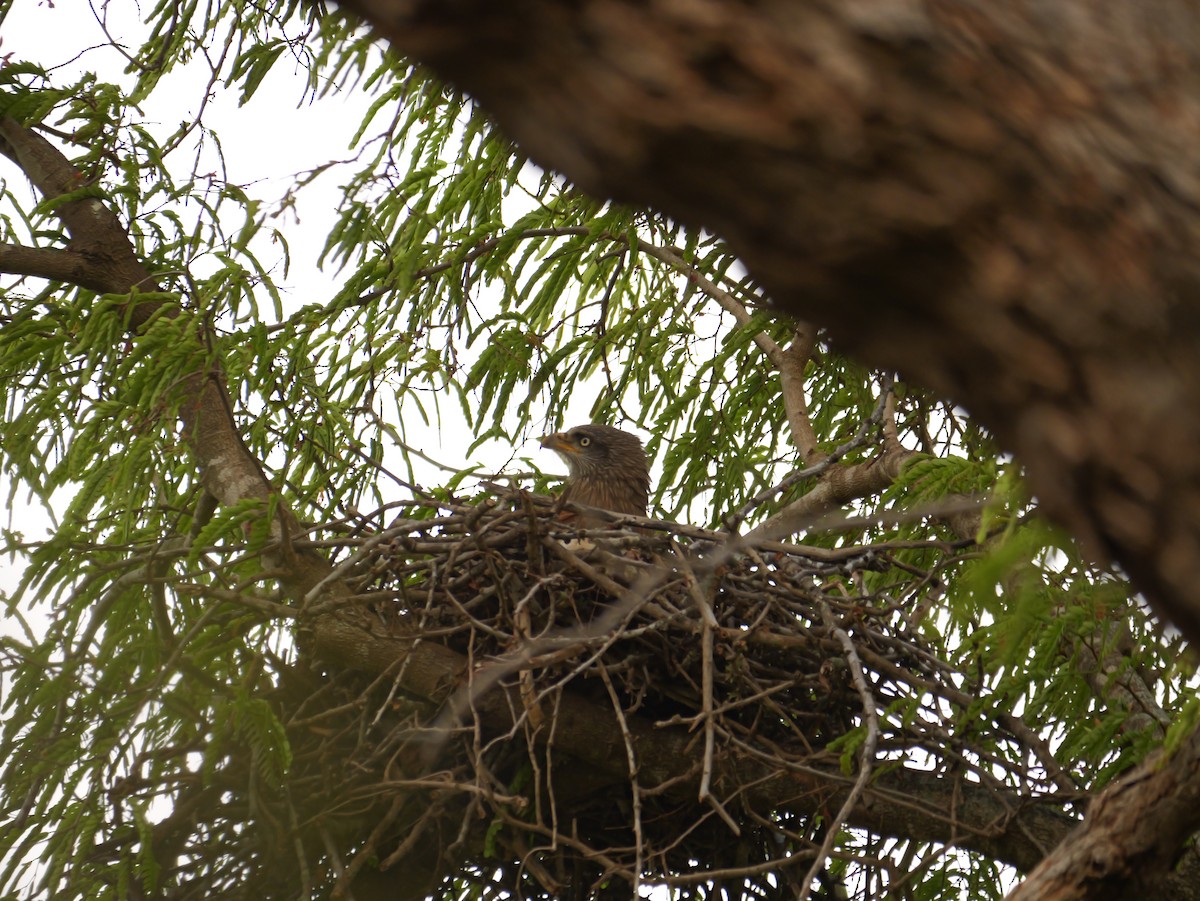 Black Kite - ML646740475