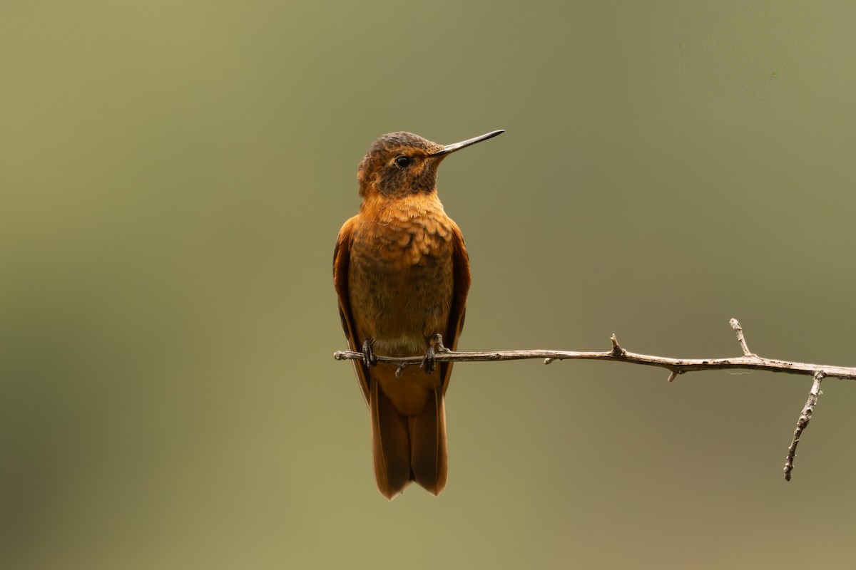 Shining Sunbeam - ML646740476