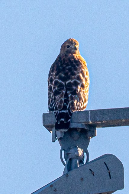 Red-shouldered Hawk - ML646740477