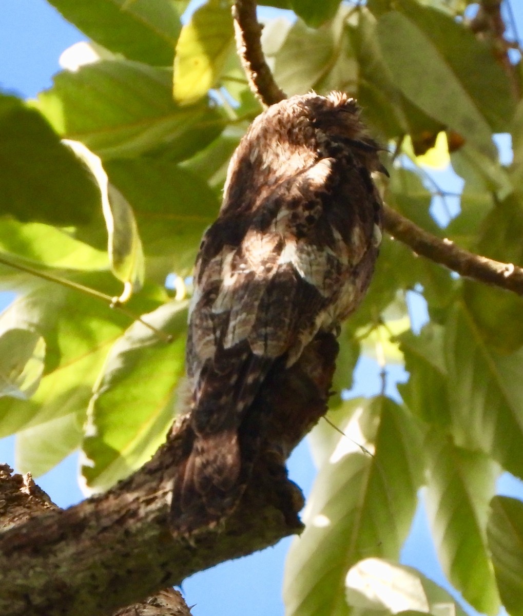 Common Potoo - ML646740478