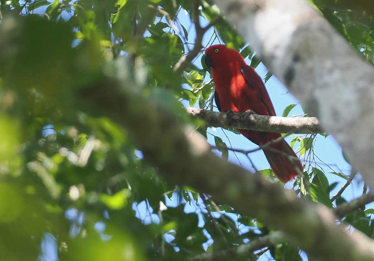 Loro Ecléctico de Sumba - ML646740479