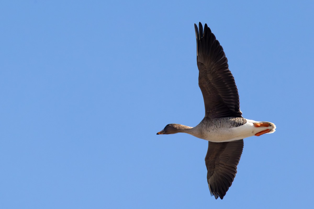 אווז אחו טונדרה - ML646740480