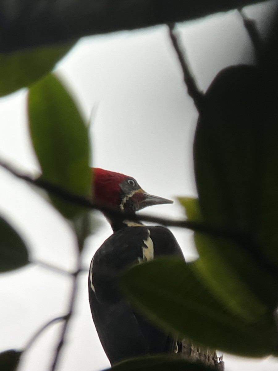 Lineated Woodpecker - ML646740481