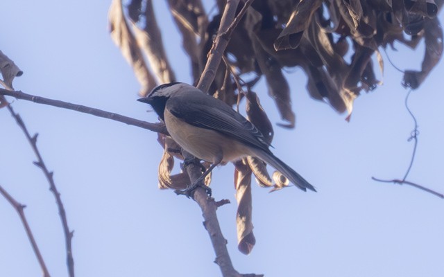 Carolina Chickadee - ML646740482