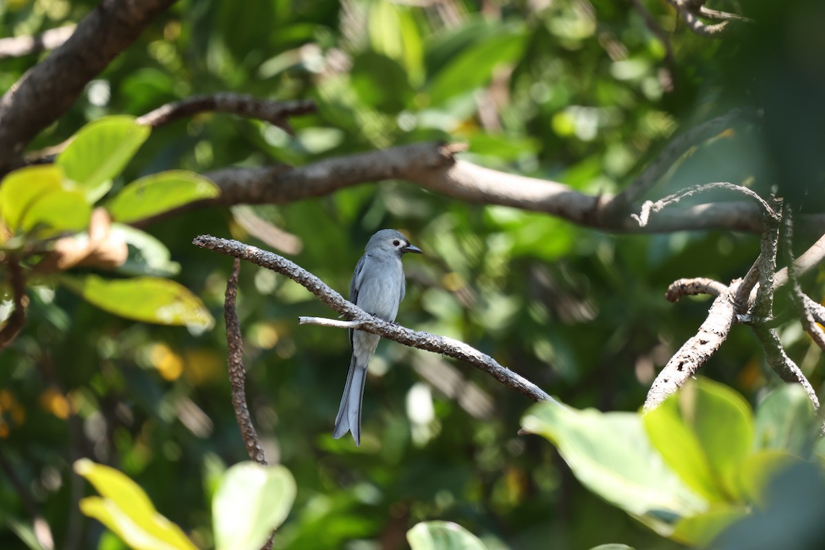 Ashy Drongo (White-cheeked) - ML646740484
