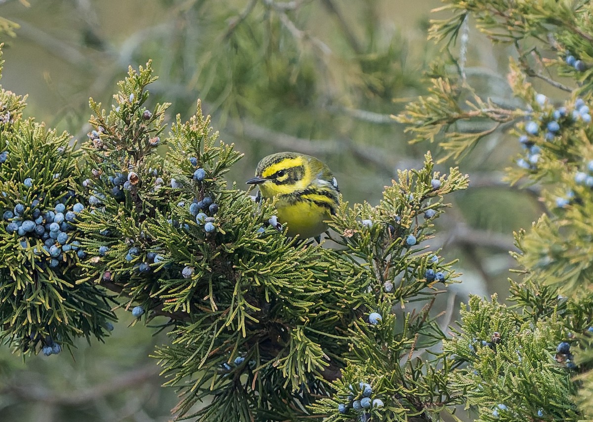 Townsend's Warbler - ML646740485