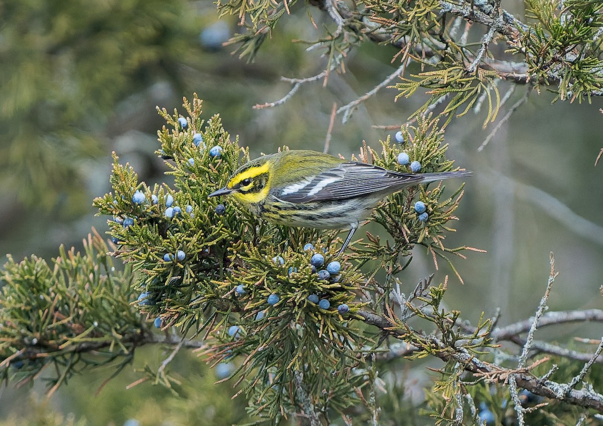 Townsend's Warbler - ML646740487