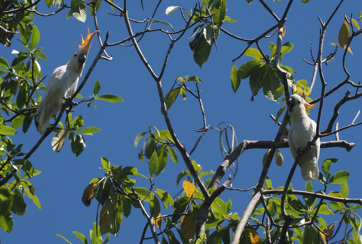 Cacatúa de Sumba - ML646740488