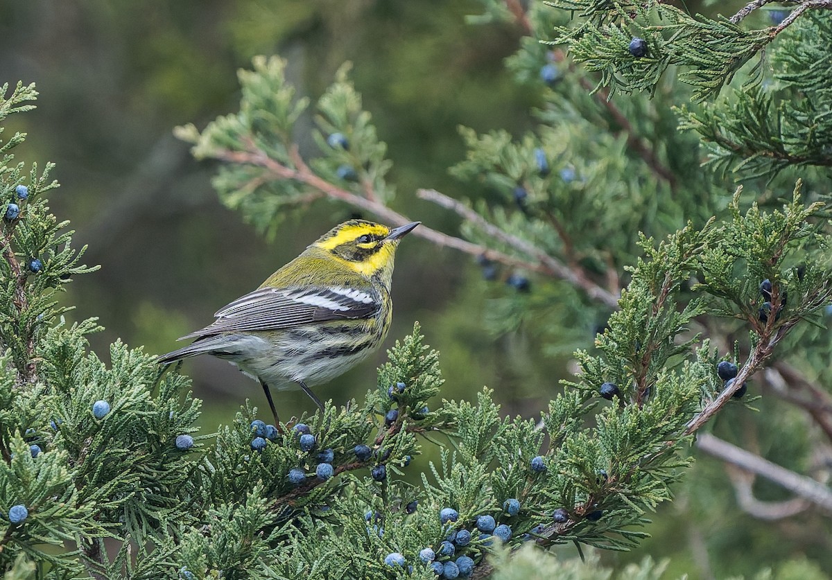 Townsend's Warbler - ML646740489