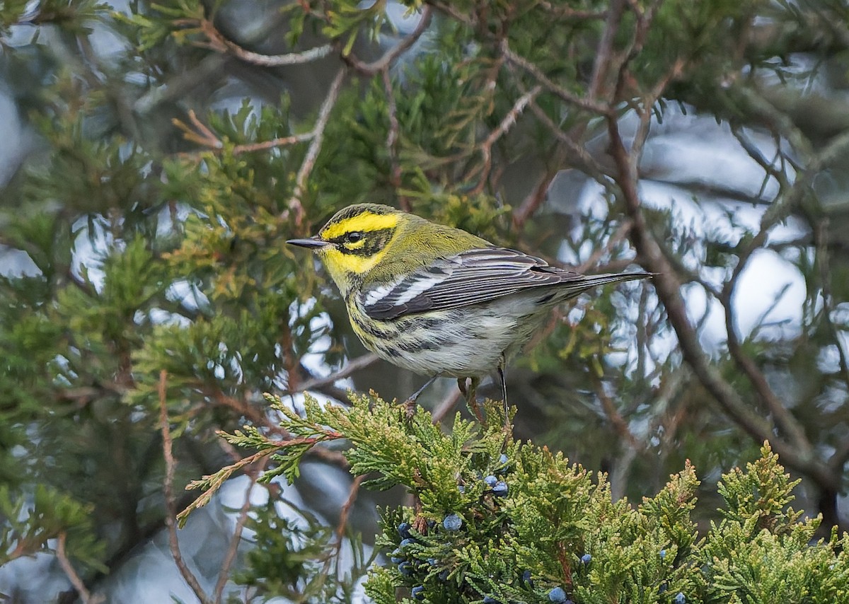 Townsend's Warbler - ML646740490