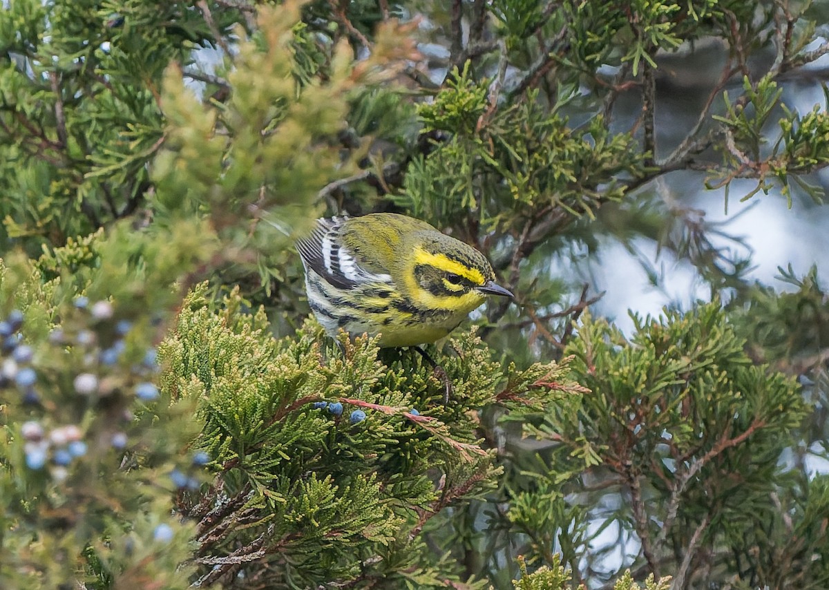 Townsend's Warbler - ML646740491