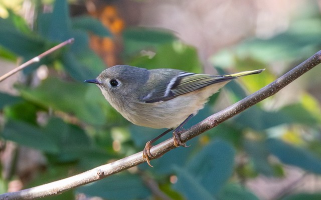 Ruby-crowned Kinglet - ML646740492