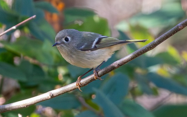Ruby-crowned Kinglet - ML646740493