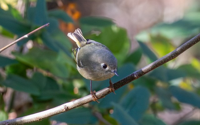 Ruby-crowned Kinglet - ML646740494