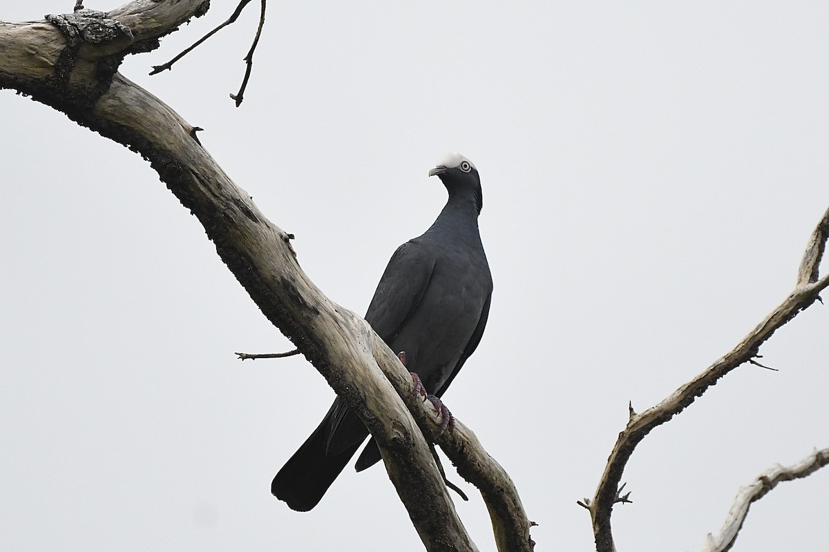 Paloma Coronita - ML646740495