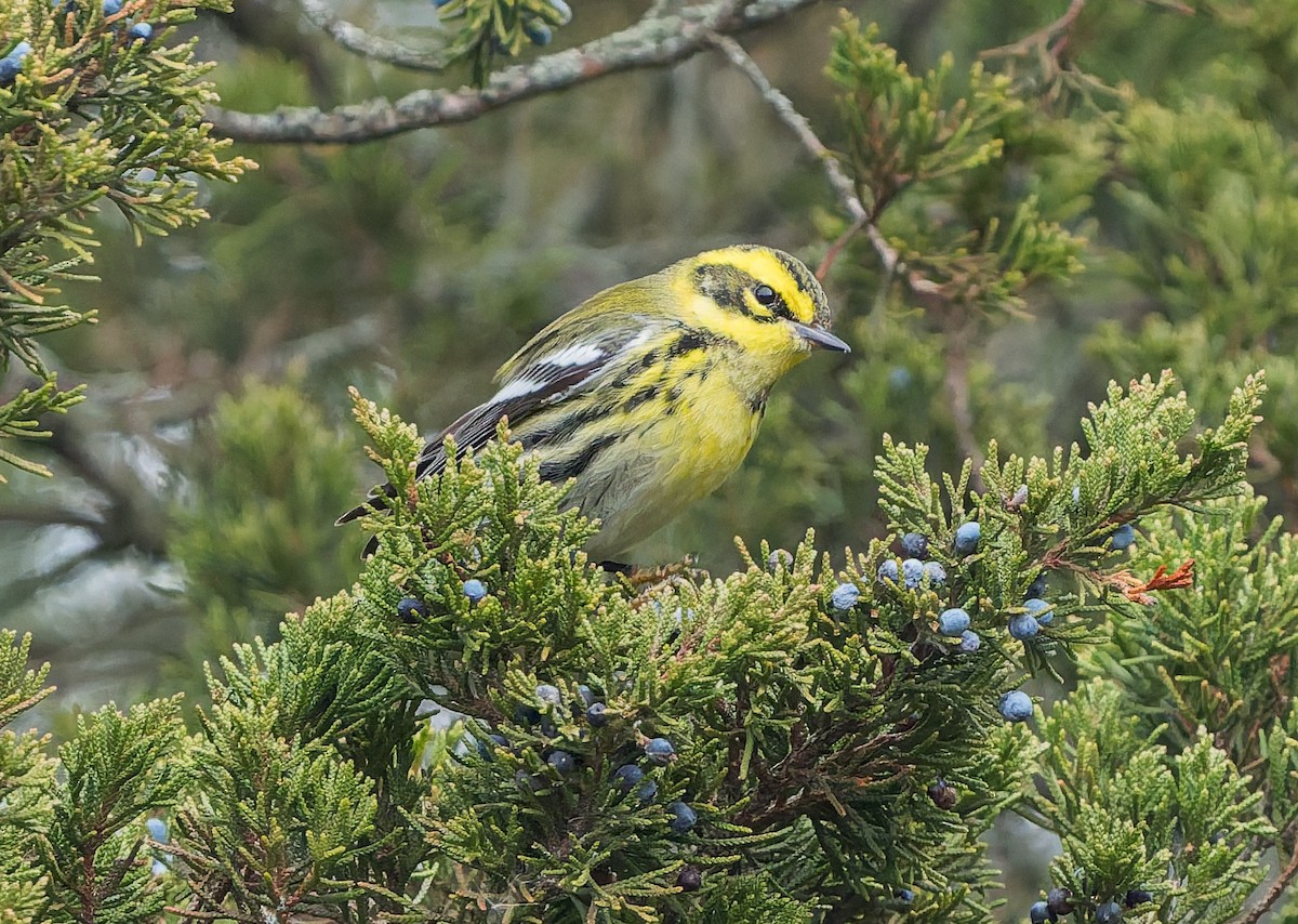 Townsend's Warbler - ML646740496