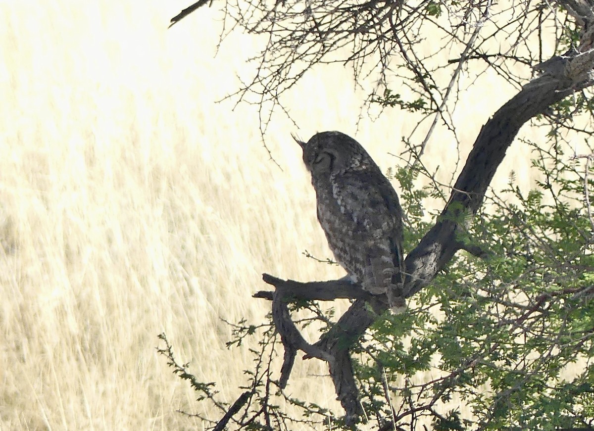 Spotted Eagle-Owl - ML646740498