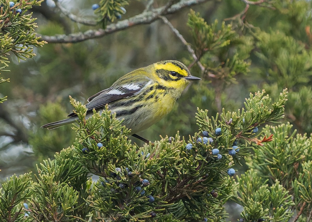 Townsend's Warbler - ML646740499