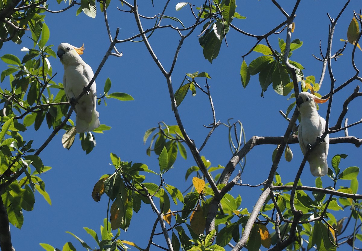 Cacatúa de Sumba - ML646740500