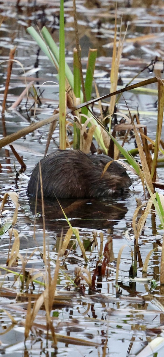 Misk Sıçanı - ML646740501