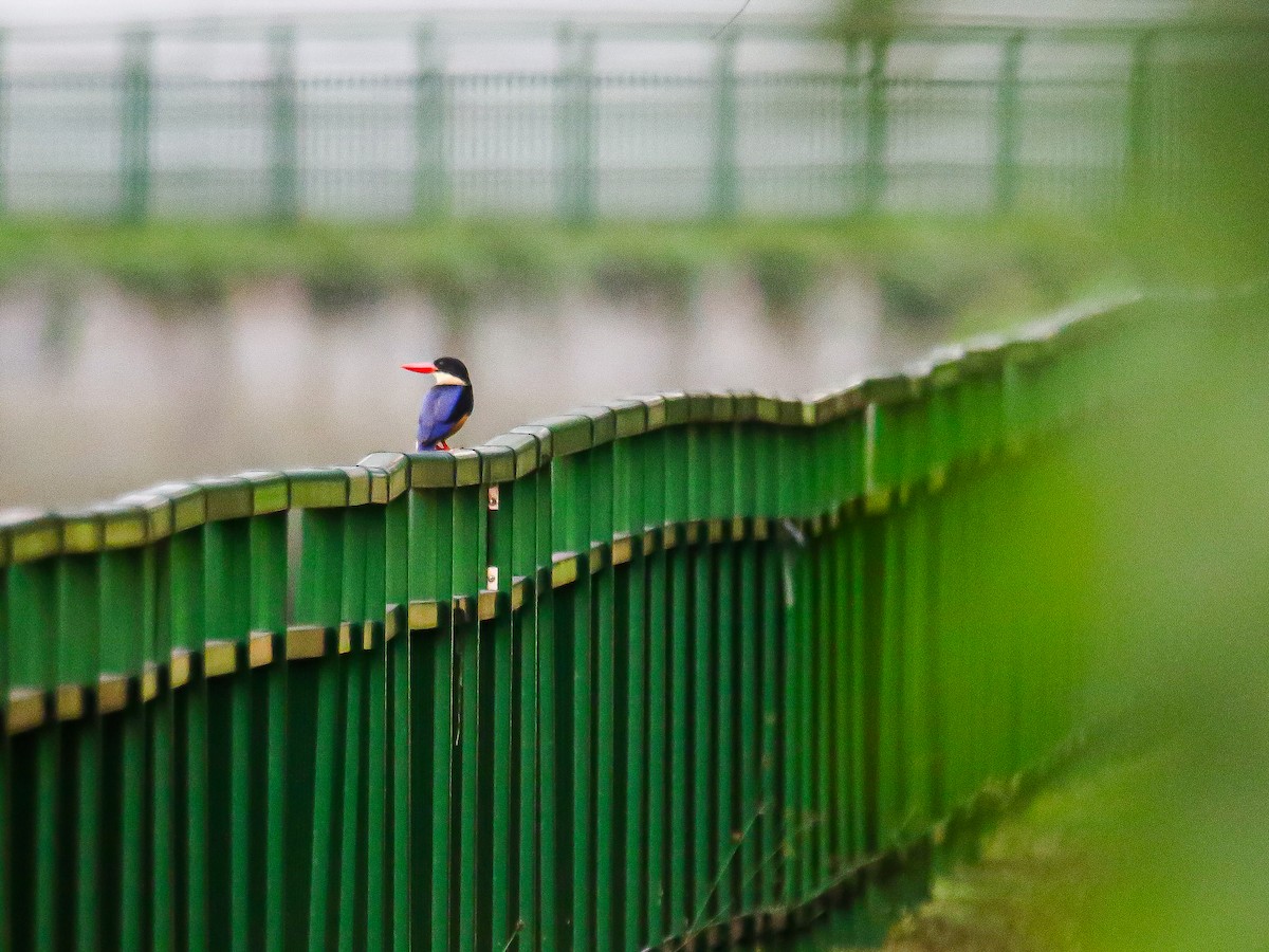 Black-capped Kingfisher - ML646740502