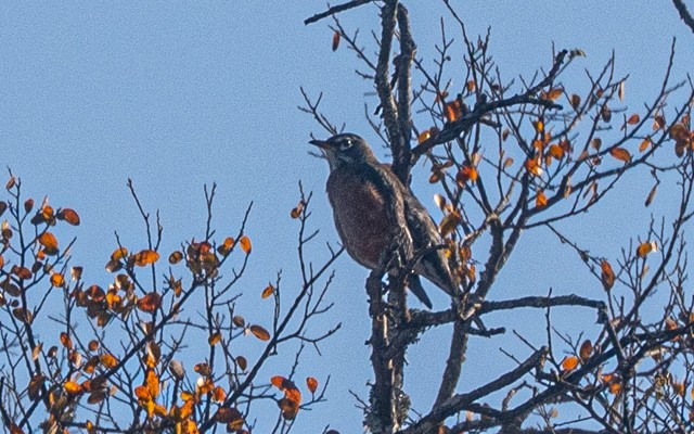 American Robin - ML646740503