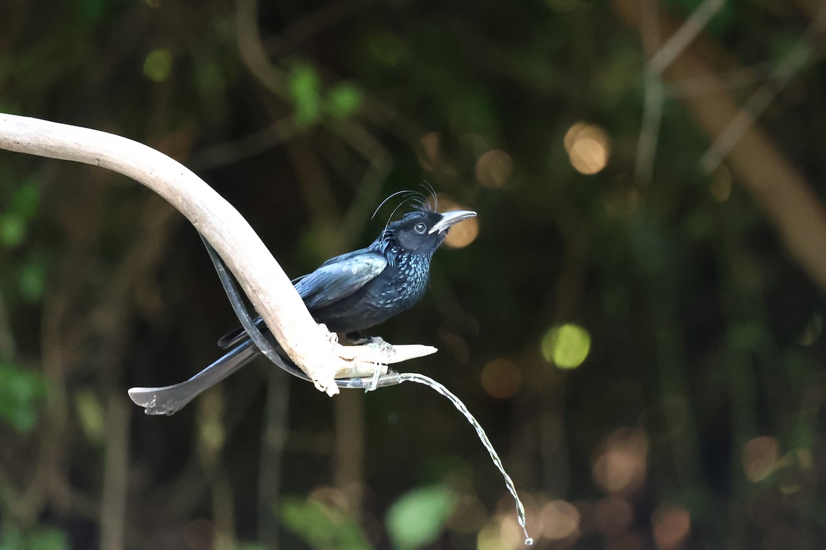 Hair-crested Drongo - ML646740504