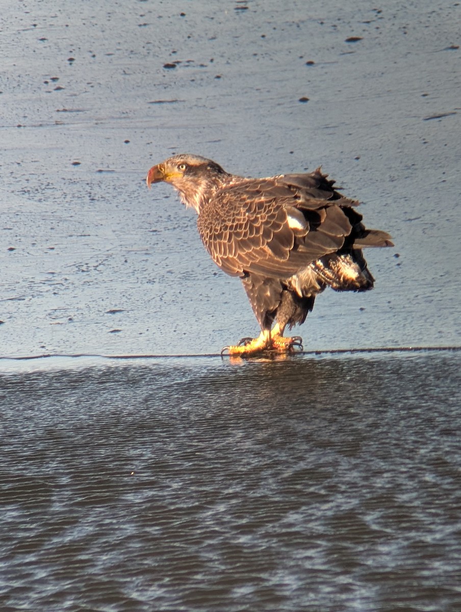 hvithodehavørn - ML646740514