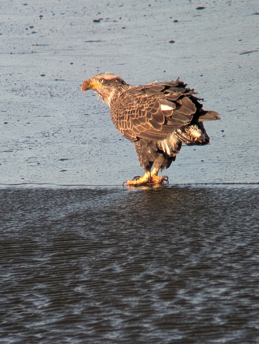 hvithodehavørn - ML646740515