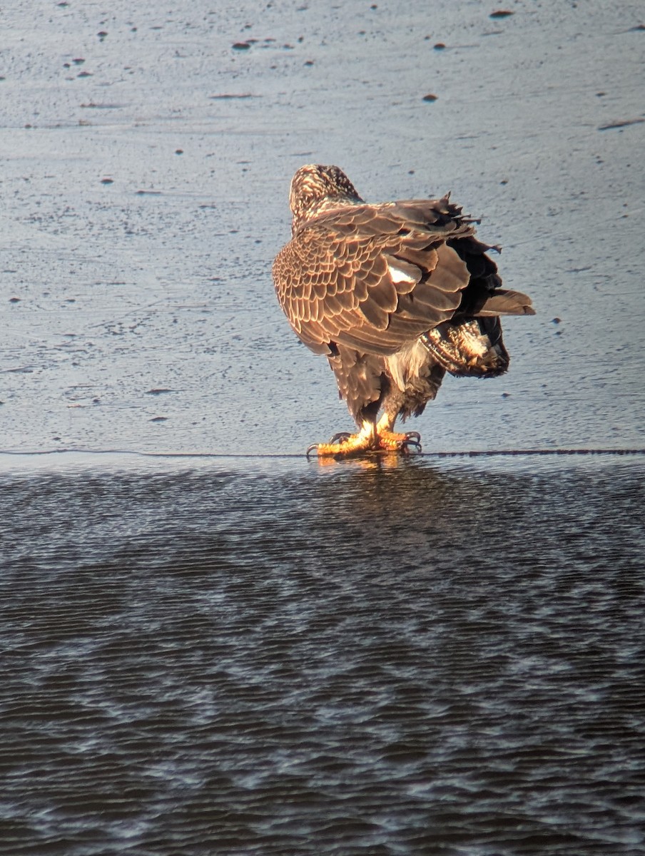 hvithodehavørn - ML646740516