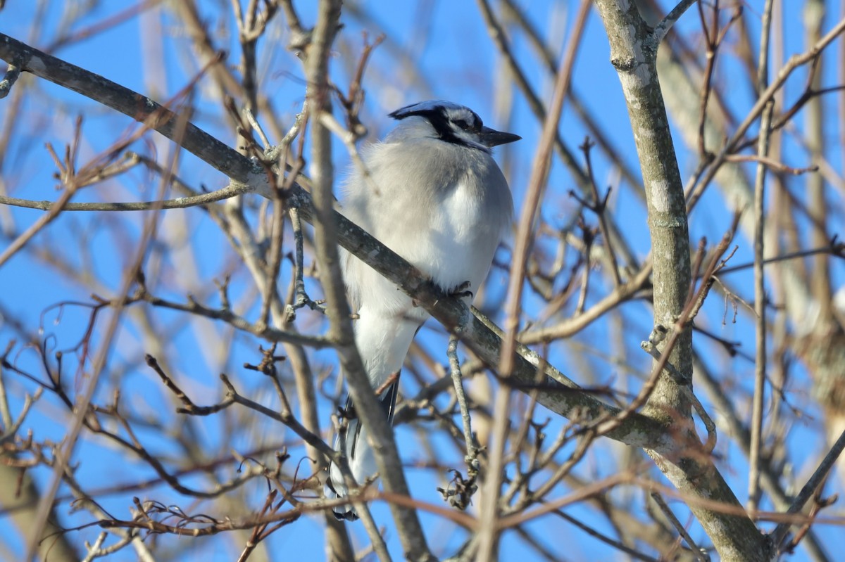 Blue Jay - ML646740517