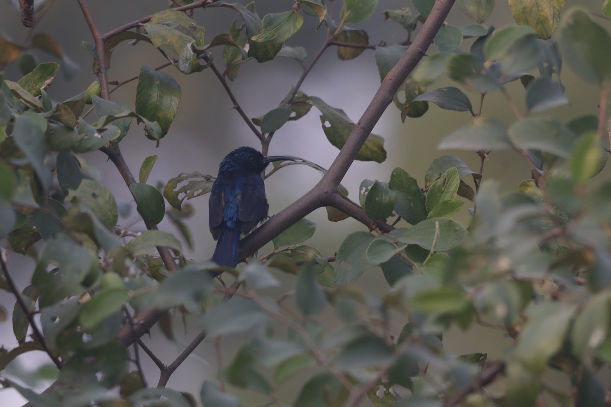 Purple Sunbird - ML646740518