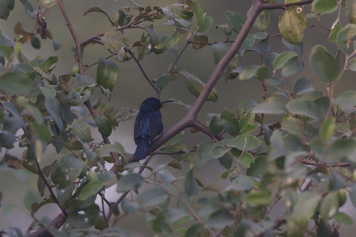 Purple Sunbird - ML646740519