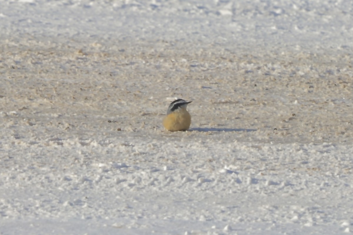 Garrapo kanadarra - ML646740520