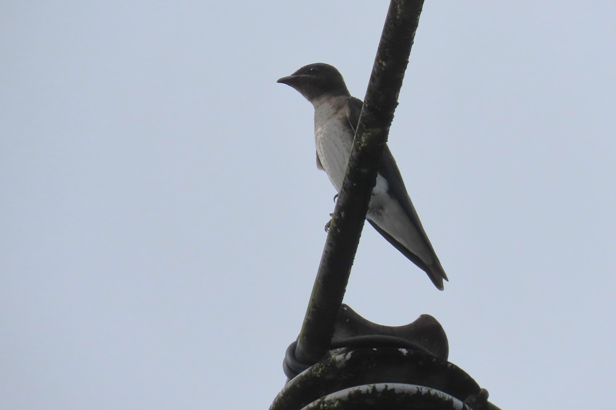 Southern Rough-winged Swallow - ML646740522