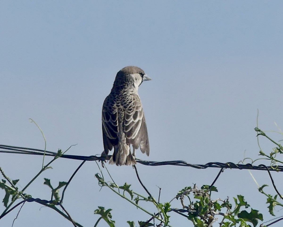 Sociable Weaver - ML646740523