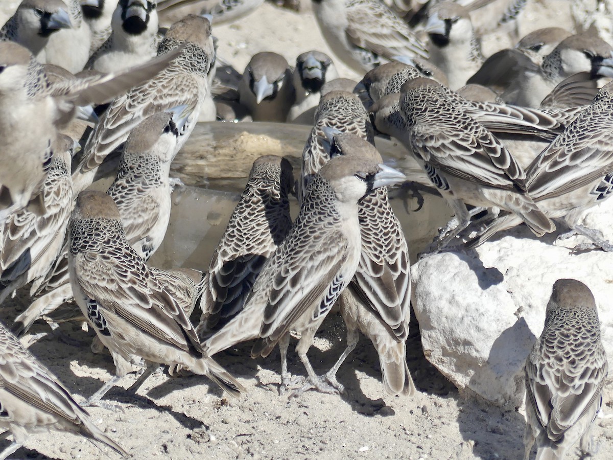 Sociable Weaver - ML646740524