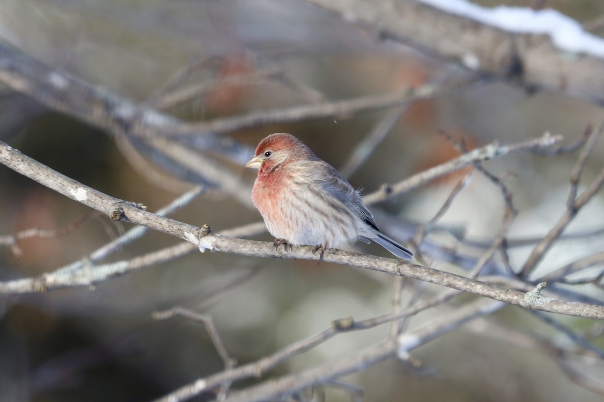 Burugorri arrunta - ML646740525