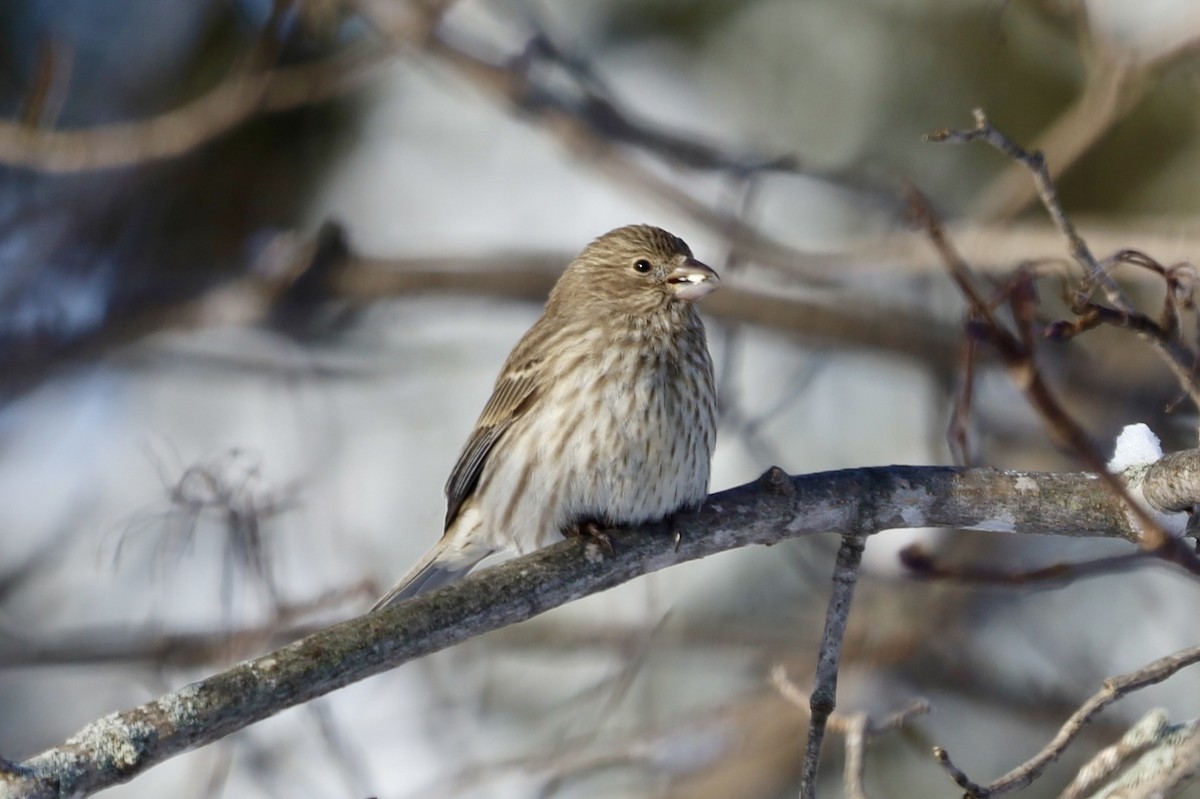 Burugorri arrunta - ML646740526