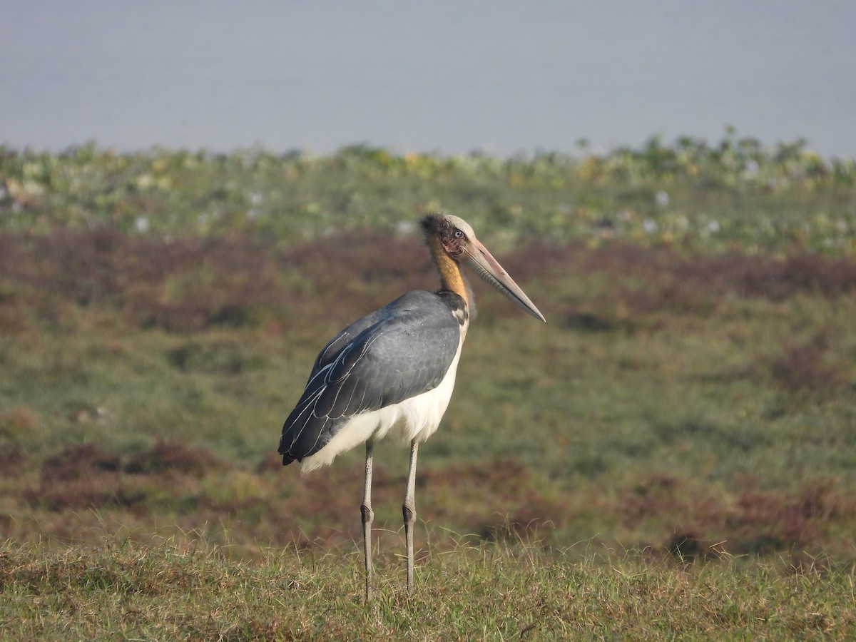 Marabu lepahoria - ML646740527