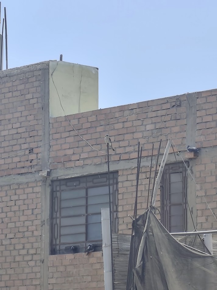 Belatz amerikarra - ML646740528