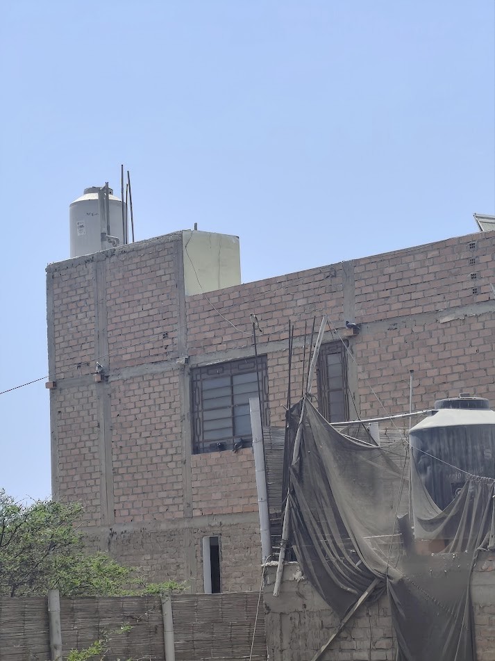 Belatz amerikarra - ML646740529