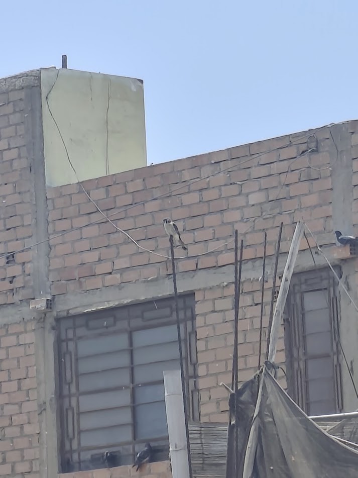 Belatz amerikarra - ML646740530