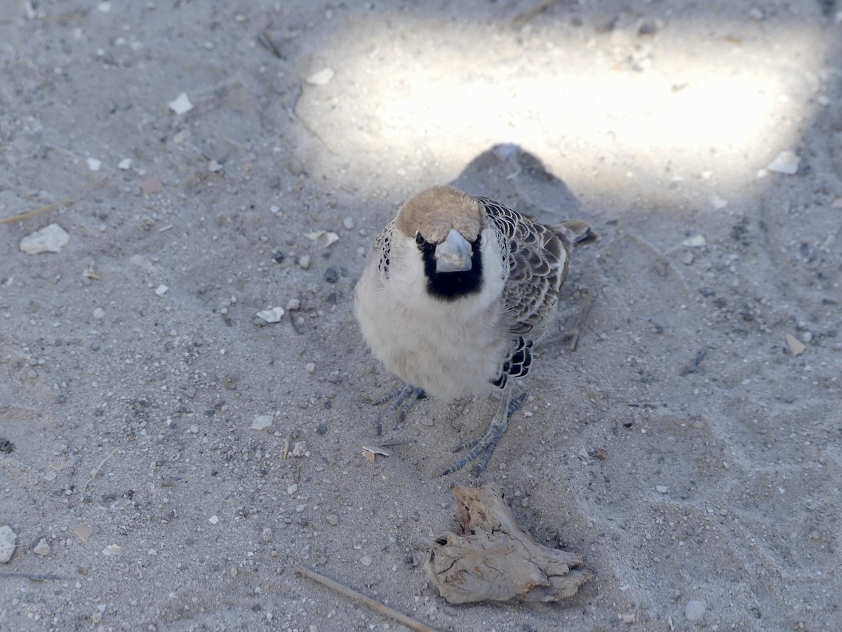 Sociable Weaver - ML646740532